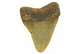 Fossil Megalodon Tooth - North Carolina #298875-1